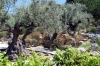 Oliviers du jardin botanique