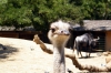 Autruche au zoo