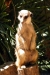Lémurien au zoo