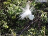 Drôle d\'oiseau