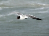 Oiseau