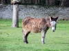 Ane dans le parc à ânes