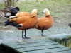 Canards à la ferme