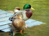 Canards à la ferme