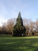 Arbre de noêl dans le jardin