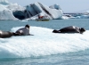 Phoques au soleil dans la lagune Jökulsárlón