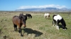 Petits chevaux dans la campagne