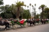 Attelages pour touriste au pied de la Koutoubia