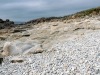 Plage à Molène