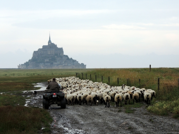 Troupeau de brebis et d\'agneaux