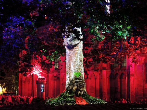 Illumination du platane devant la cathédrale Notre Dame de Bayeux