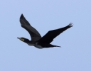 Cormoran en vol