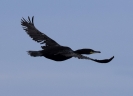 Cormoran en vol