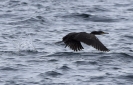 Cormoran au décollage