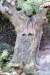 Arbre magique