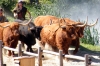 Attelage de boeufs des highland