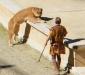 Lionne