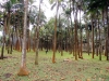 Cocotiers à l'anse des cascades