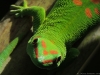 Gecko