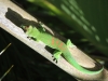 Gecko