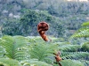 Fougère arborescente à Mafate