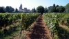 Les vignes du monastère