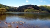 Canards dans le lagoa Azul
