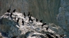 Cormorans
