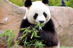Zooparc de Beauval
