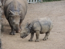 Rhinocéros indiens