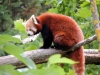 Panda roux Roméo