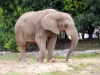 Eléphant