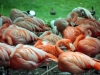 Flamands roses