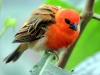 Oiseau de la serre