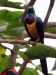 Oiseau de la serre
