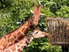 Girafes