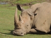 Rhinocéros