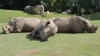 Rhinocéros