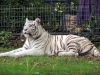 Tigre blanc