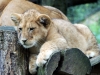 Jeune lion