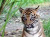 Jeune tigre