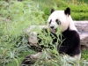 Panda Huan Huan